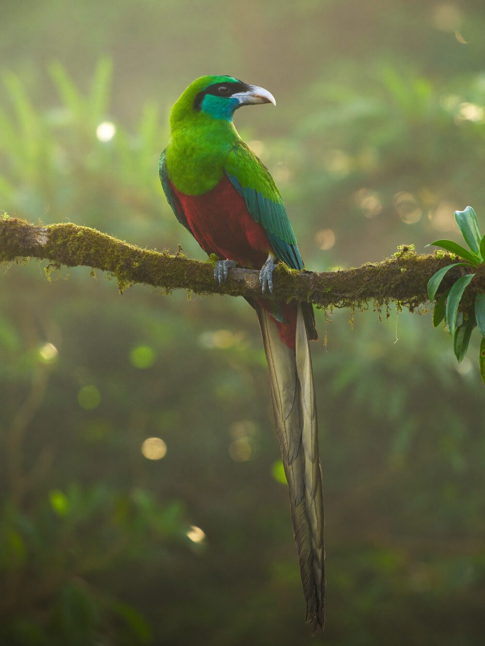 A resplendent quetzal perched on a mossy branch in the Monteverde cloud forest